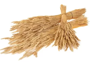 Harvest Time