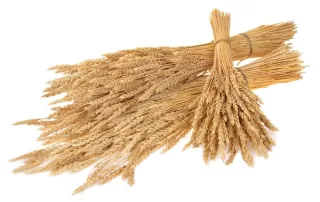 Harvest Time