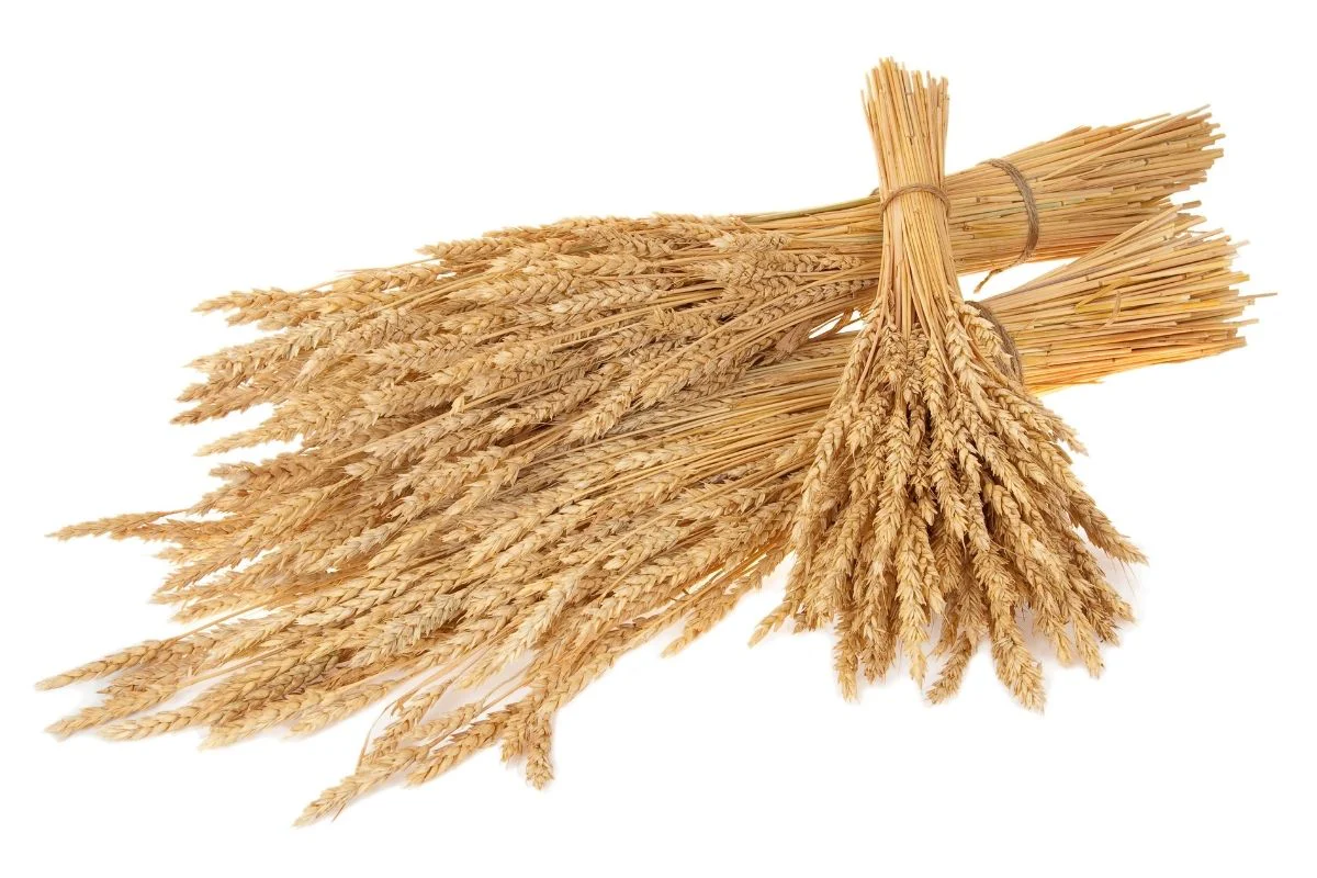 Harvest Time