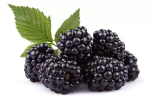Blackberry Bliss
