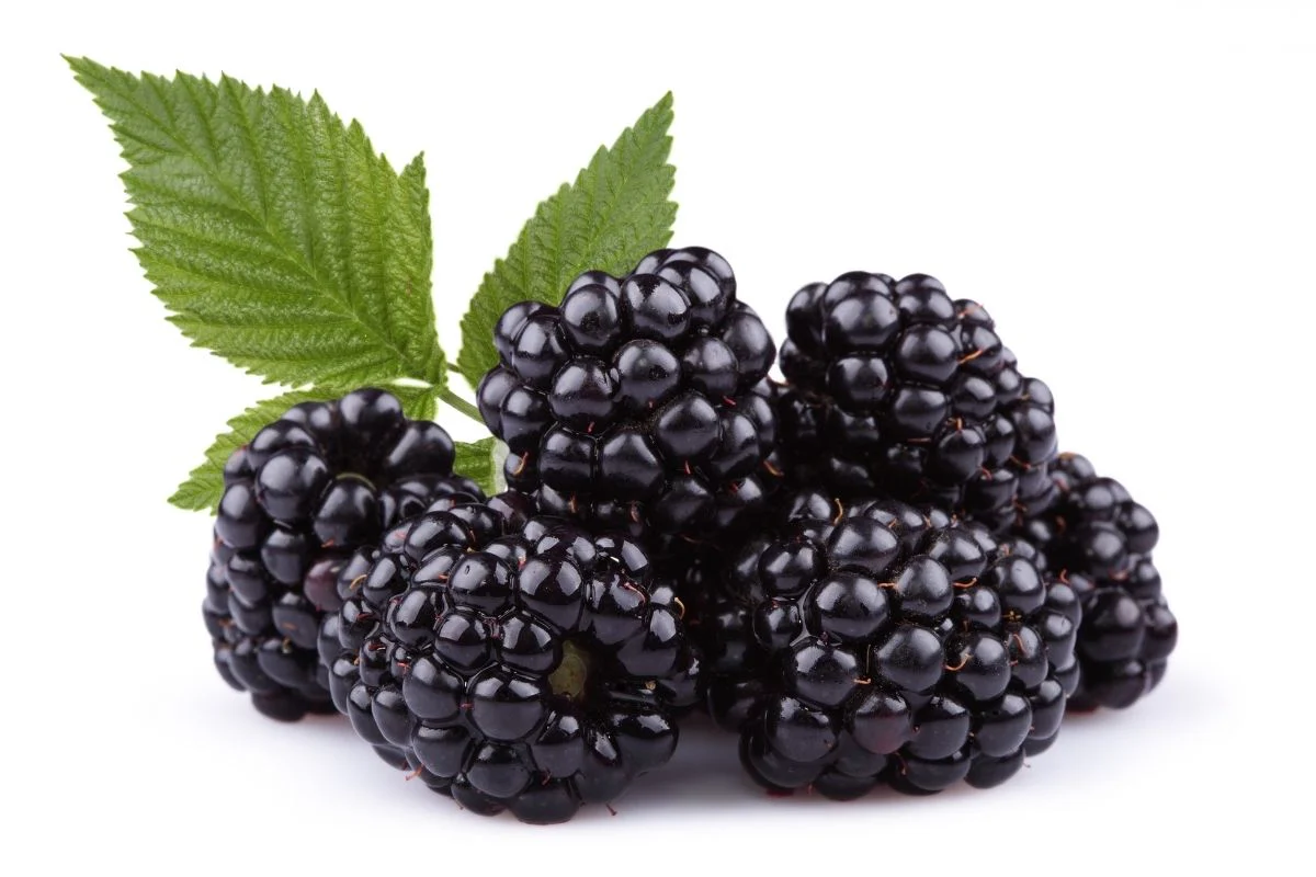 Blackberry Bliss