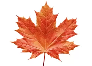 Canadian maple Glowing Positively Candles Best Candles in Western Canada Hand Made