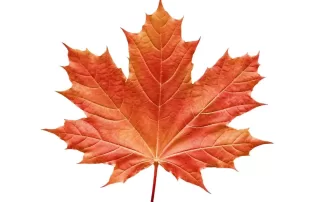Canadian maple Glowing Positively Candles Best Candles in Western Canada Hand Made