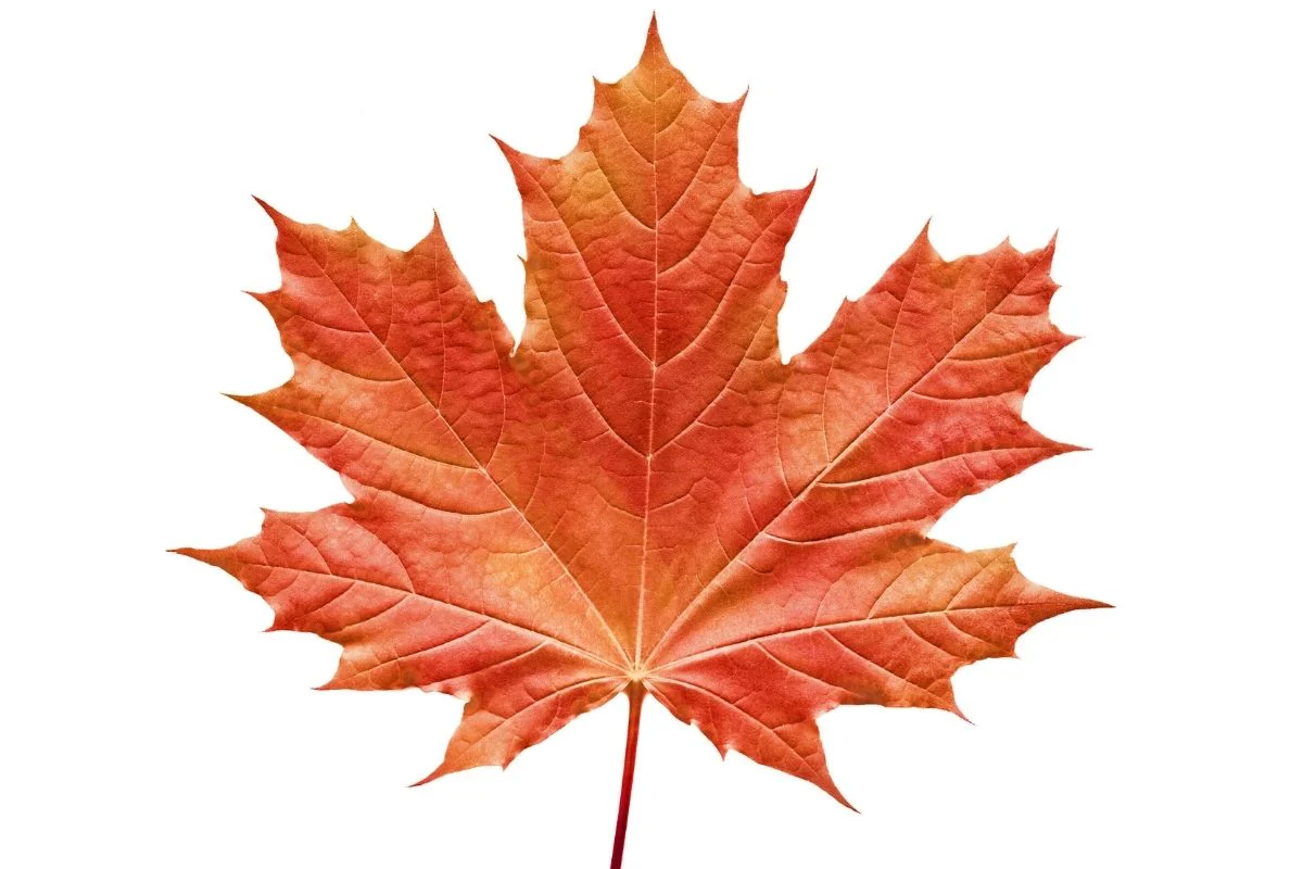 Canadian maple Glowing Positively Candles Best Candles in Western Canada Hand Made