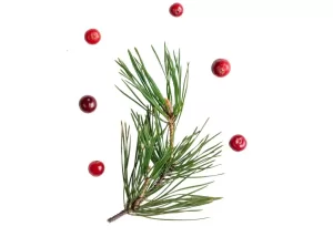 Cranberry & Pine