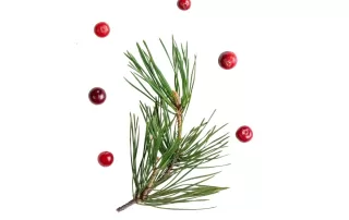 Cranberry & Pine
