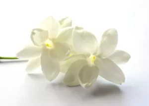 Jasmine