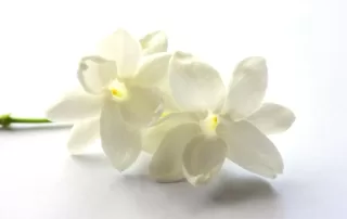 Jasmine