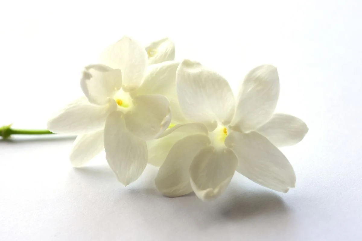 Jasmine