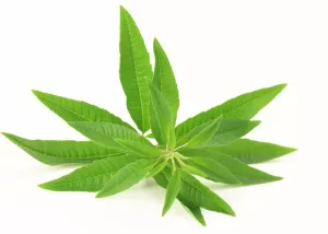Lemon Verbena