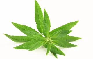 Lemon Verbena