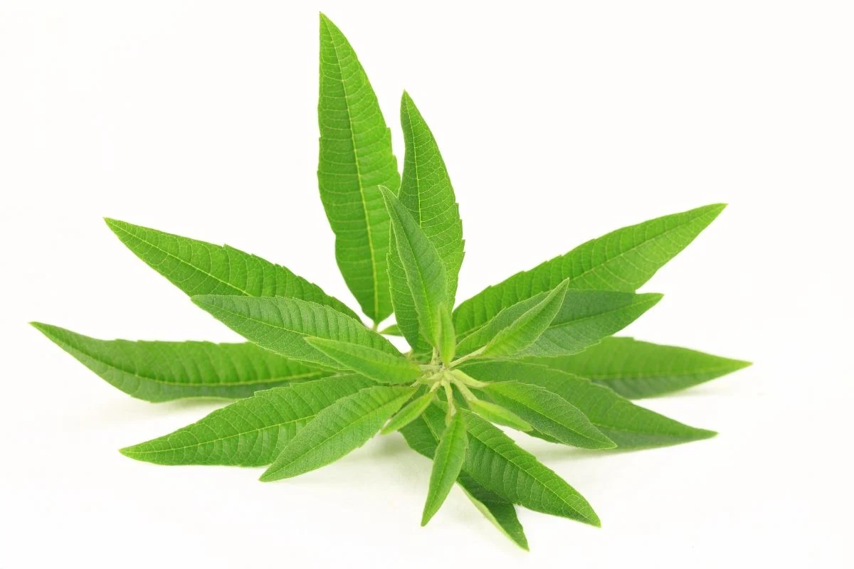 Lemon Verbena