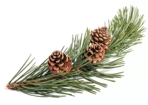 Sweet Pine Glowing Positively Candles Best Candles in Western Canada Hand Made