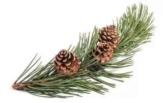 Sweet Pine Glowing Positively Candles Best Candles in Western Canada Hand Made