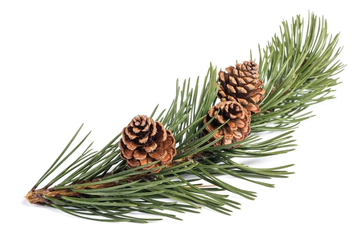 Sweet Pine Glowing Positively Candles Best Candles in Western Canada Hand Made