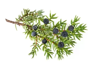 Twigs & Berries