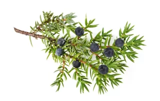 Twigs & Berries