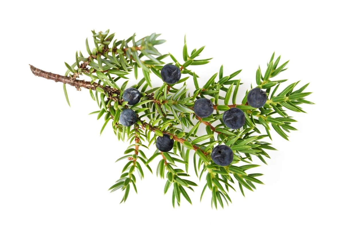 FragranceofTwigsandBerriesfromGlowingPositivelySoyCandles_1024x1024@2x Twigs & Berries