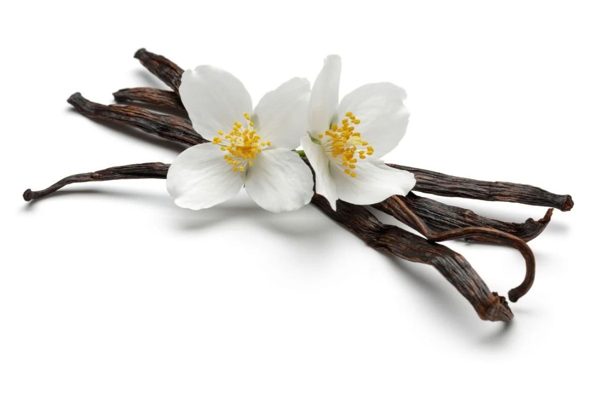 FragranceofVanillafromGlowingPositivelySoyCandles_3bbd8c2f-b769-48a2-8675-b3a930d52baf_1024x1024@2x Very Vanilla
