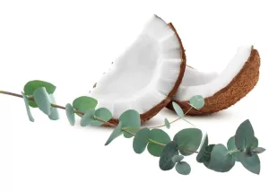 Coconut & Eucalyptus