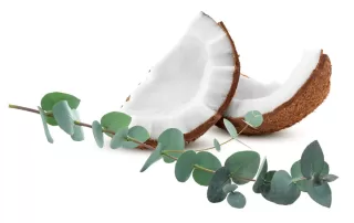 Coconut & Eucalyptus