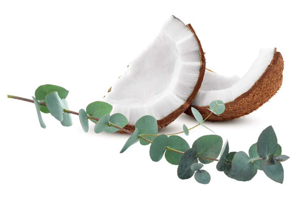 Coconut & Eucalyptus