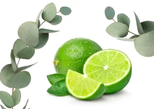 Eucalyptus & Lyme