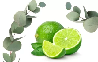 Eucalyptus & Lyme