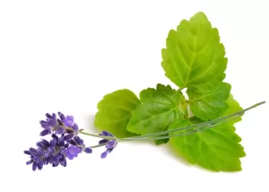 Lavender & Patchouli