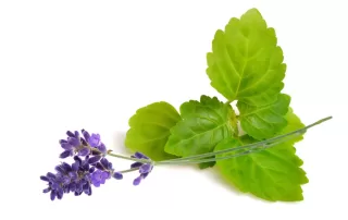 Lavender & Patchouli
