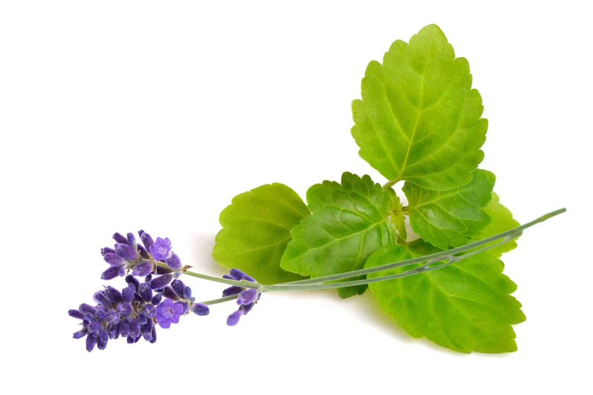 Lavender & Patchouli