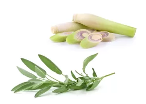 Lemongrass & Sage