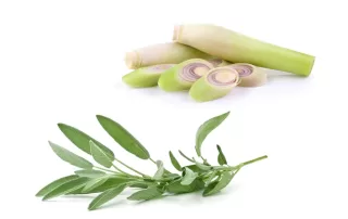 Lemongrass & Sage