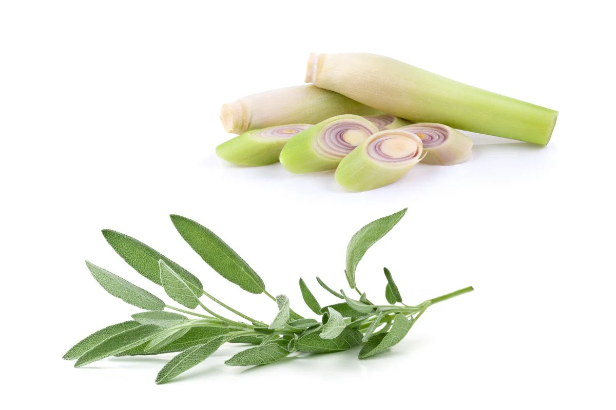 lemongrass-and-sage-fragrance_25ef9690-7369-4266-b0af-cf68ea3b035b_1024x1024@2x Lemongrass & Sage