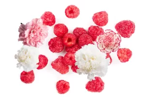 Raspberry & Carnation