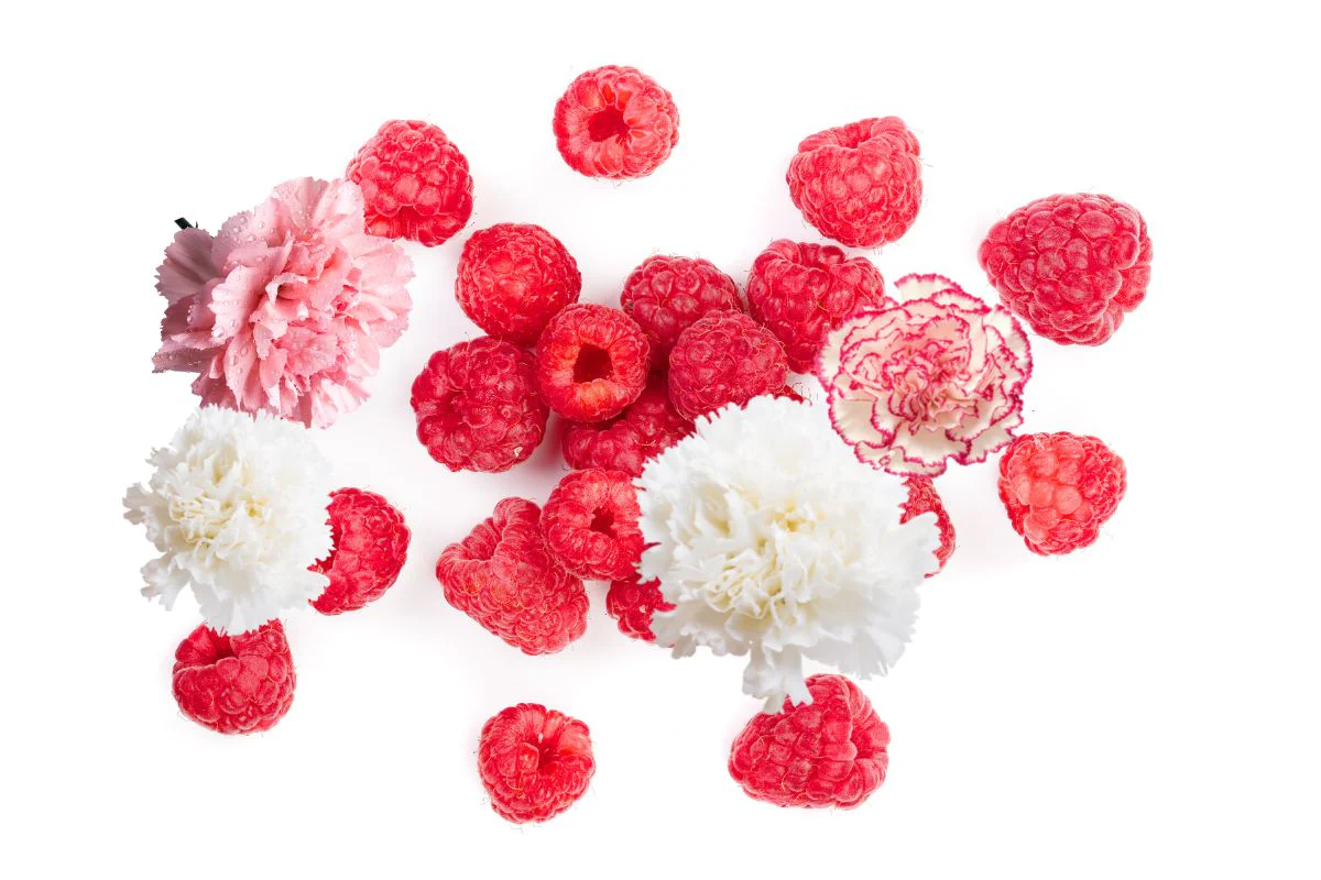 Raspberry & Carnation